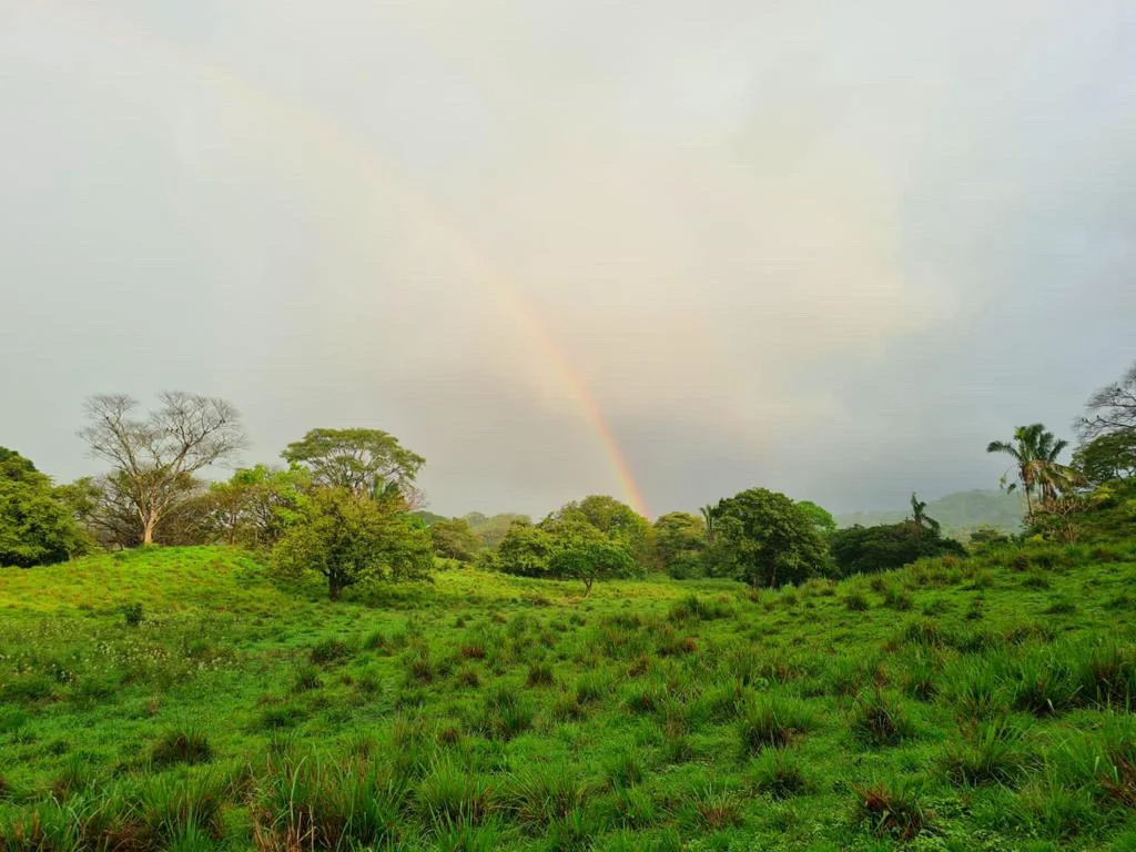 Nosara jungle after green season rain