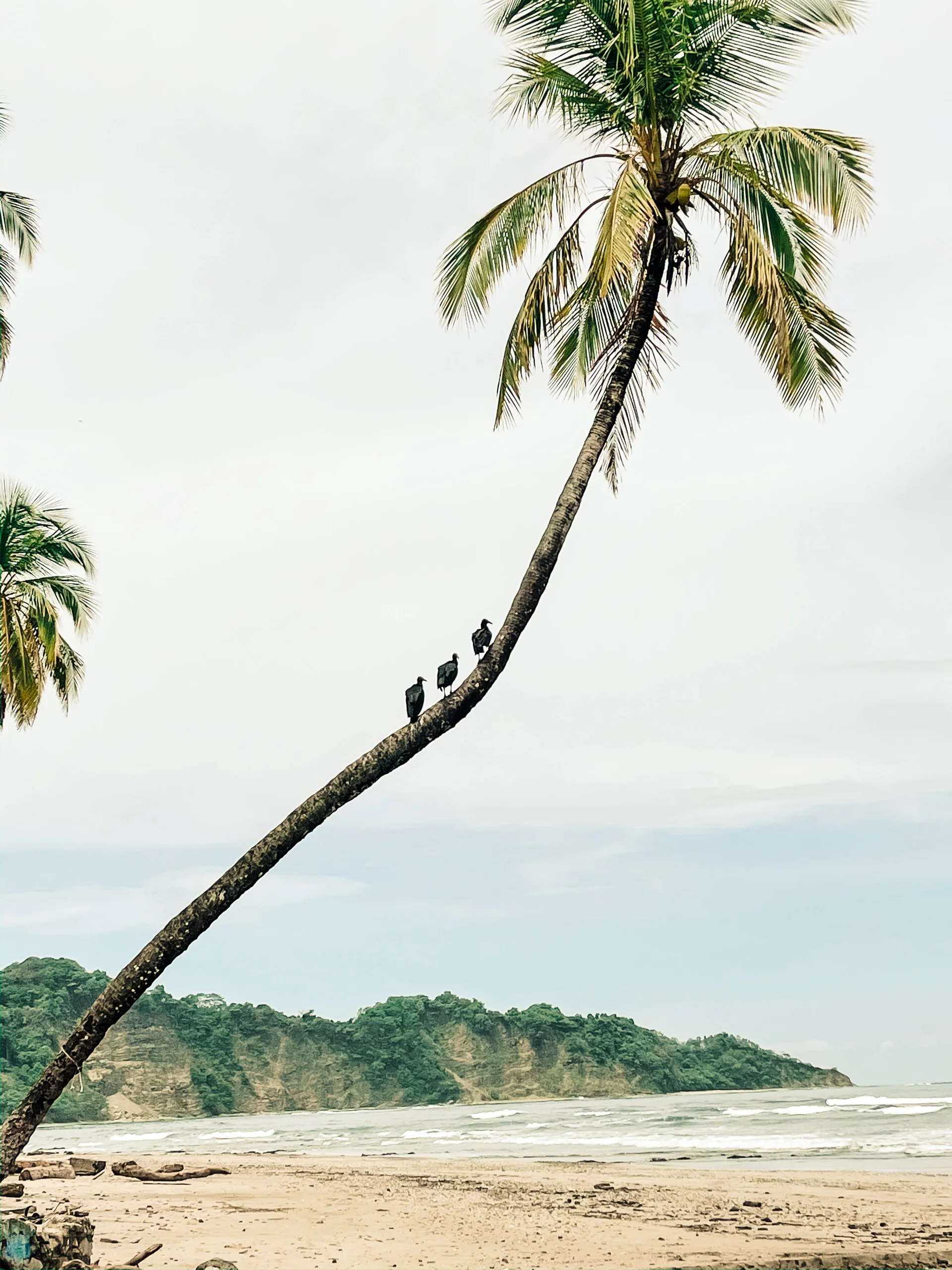 Palm trees and beach at Playa Guiones, Nosara