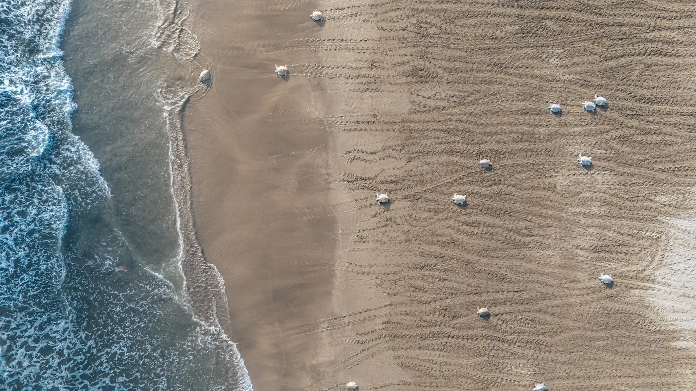 Sea turtles arriving on the beach in Nosara, Costa Rica